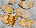 Fossil leaves from Wheeler H.S., Oregon