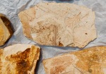 Fossils from Fossil, Oregon